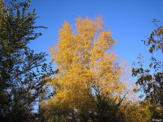 29942 (a): :1024x768